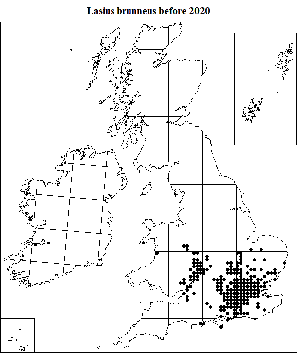 Lasius brunneus before 2020