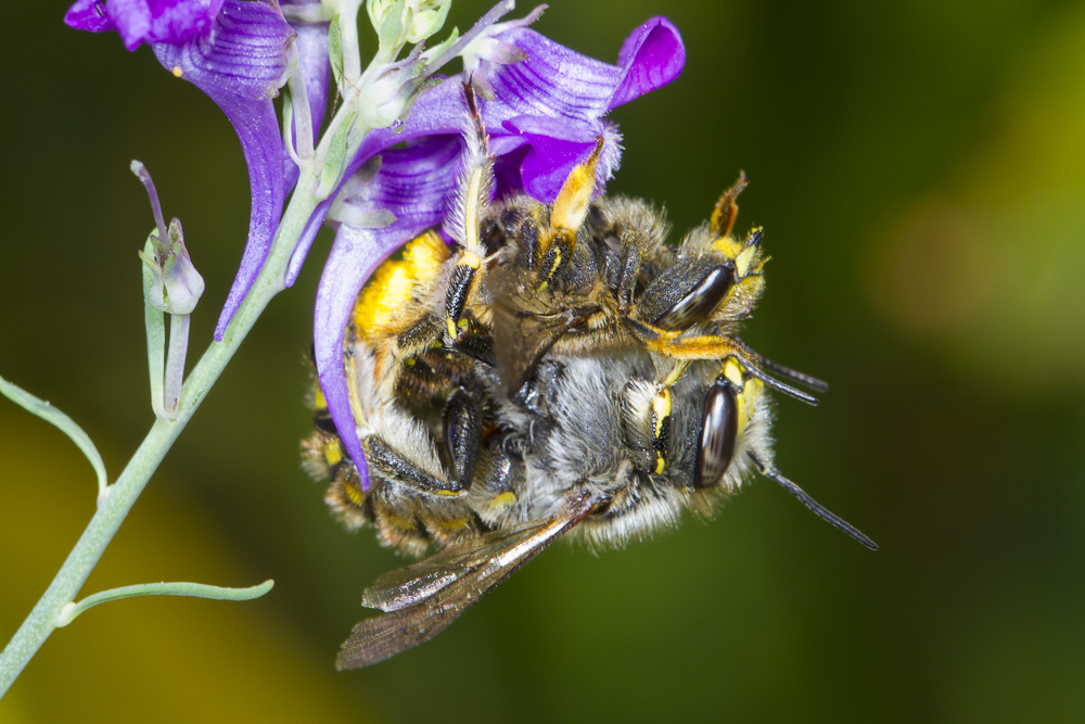 Wool carder bee (Anthidium manicatum) - Bumblebee Conservation Trust
