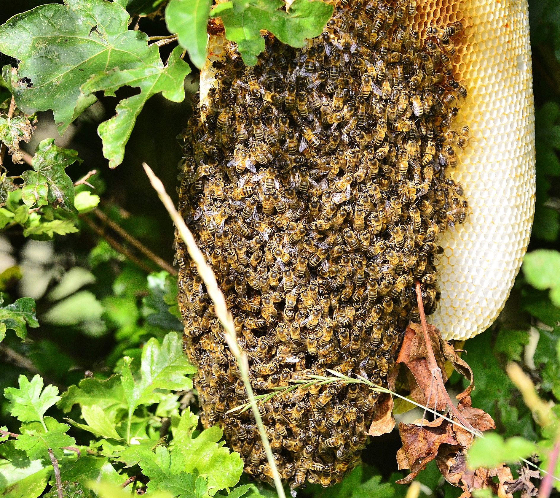 Apis mellifera | BWARS