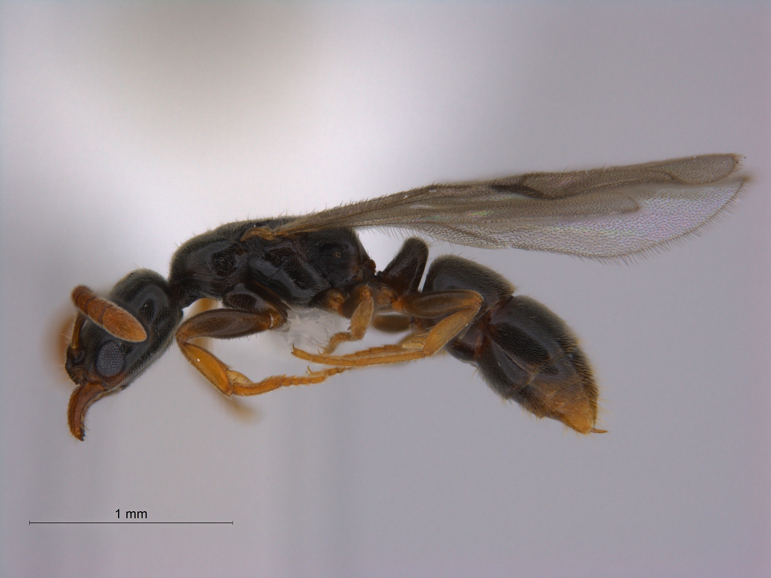 BWARS | Bees, Wasps & Ants Recording Society