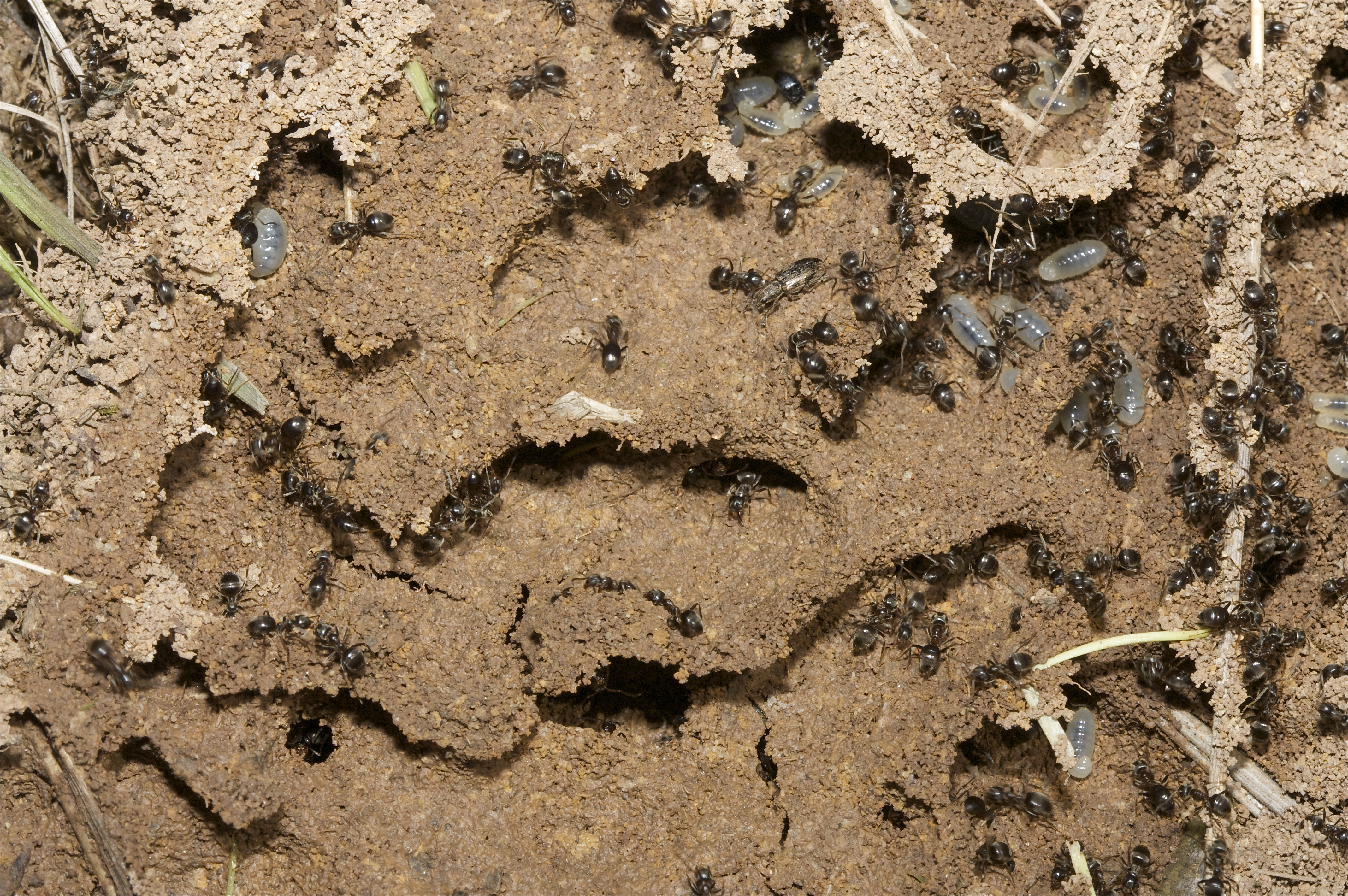 Ant species Formica (Serviformica) fusca - ANTCUBE
