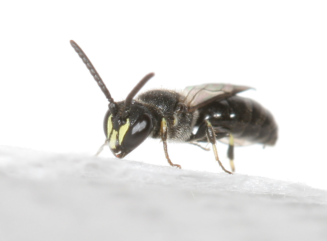 Hylaeus communis | BWARS