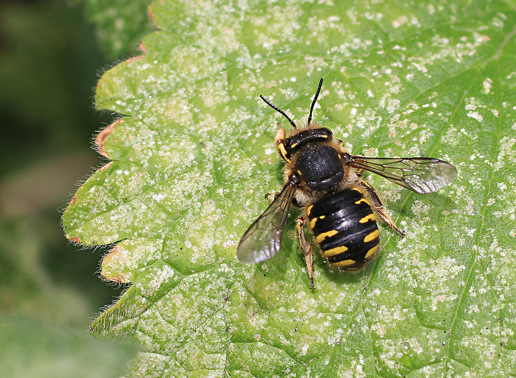 Wool Carder Bee - Anthidium manicatum - North American Insects & Spiders