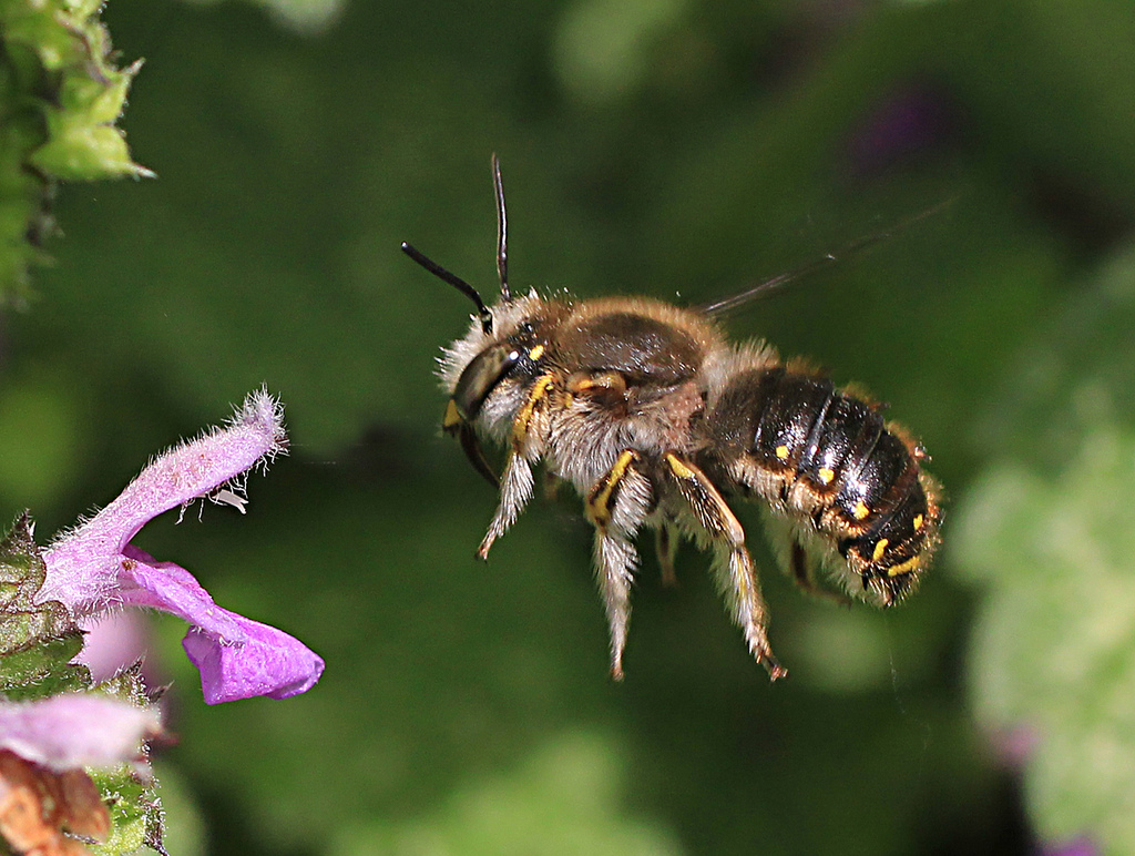 Wool carder bee (Anthidium manicatum) - Bumblebee Conservation Trust