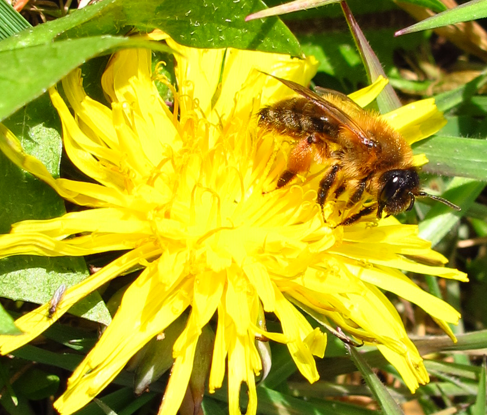 Andrena nigroaenea female on dandelion flower - Photo by Nigel Jones