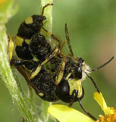 A "digger wasp" Cerceris rybyensis with paralysed prey - a mining bee. Photo: Keith Balmer