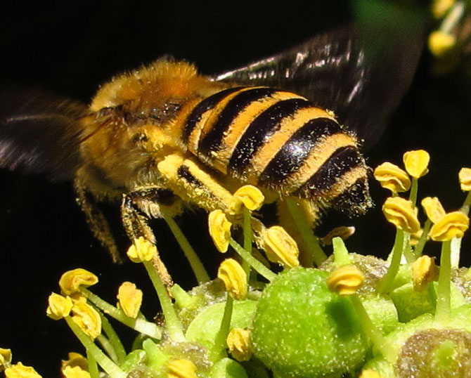 Colletes hederae female, Shrewsbury_NPJones