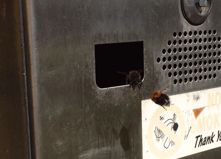 Tree Bumblebee (Bombus hypnorum) - Woodland Trust