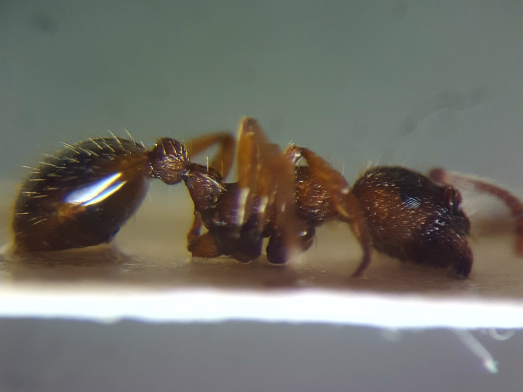 Myrmica specioides worker by Richard-Moyse showing shape petiole