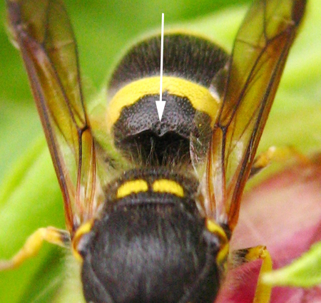 Ancistrocerus parietum identification feature