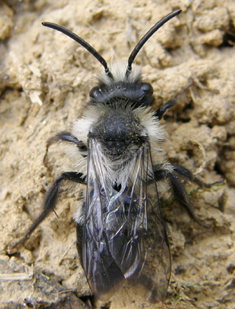 Ashy mining-bee male - Andrena cineraria identification. Photo: Steven Falk