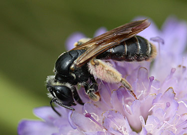 Andrena hattorfiana female on common scabious by Nick Owens