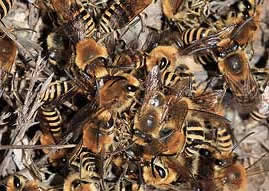 Colletes hederae cluster