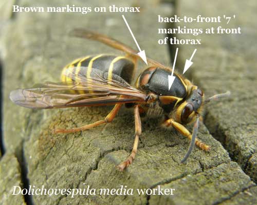 Beginners bees, wasps & ants: Dolichovespula media - Median Wasp | BWARS