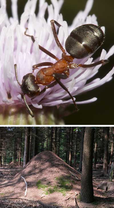 Formica rufa - red wood ant