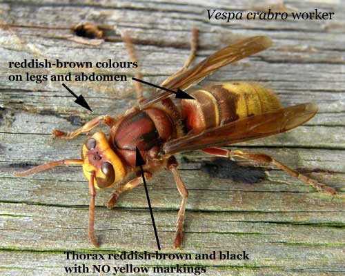 Beginners bees, wasps & ants: Vespa crabro - hornet | BWARS